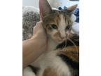 Adopt Audrey a Calico or Dilute Calico American Shorthair / Mixed (short coat)