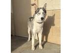 Adopt Woo Woo a Gray/Blue/Silver/Salt & Pepper Husky dog in Alvin, TX (40224464)
