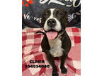 Adopt Clara- Stray a Black American Pit Bull Terrier / Mixed Breed (Medium) /