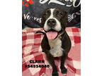 Adopt Clara- Stray a Black American Pit Bull Terrier / Mixed dog in Wilkes