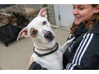 Adopt Courtney a White Terrier (Unknown Type, Medium) / Mixed Breed (Medium) /