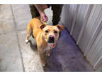 Adopt Otto a Tan/Yellow/Fawn Labrador Retriever / Mixed Breed (Medium) / Mixed