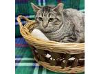 Adopt Chesney-FIV+ a Brown or Chocolate Domestic Shorthair / Domestic Shorthair