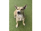 Adopt Ibby a Tan/Yellow/Fawn Terrier (Unknown Type, Small) / Mixed dog in Fort