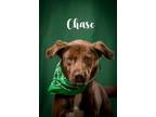 Adopt Chase a Brown/Chocolate Labrador Retriever / Mixed Breed (Medium) / Mixed