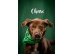 Adopt Chase a Brown/Chocolate Labrador Retriever / Mixed dog in North Myrtle