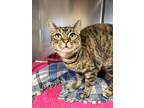 Adopt SugarPlum a Domestic Shorthair / Mixed (short coat) cat in Jonesboro