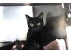 Adopt Merry a All Black Domestic Shorthair (short coat) cat in House Springs