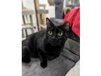Adopt Misty Blue a All Black American Shorthair (short coat) cat in West Palm