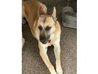 Adopt Melo a Tan/Yellow/Fawn - with White Shepherd (Unknown Type) / Mixed dog in