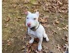 Adopt Macho Man a White American Pit Bull Terrier / Mixed dog in Huntington