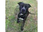 Adopt Echo a Black - with White Pit Bull Terrier / Mixed dog in Wantagh