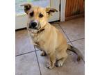 Adopt LUCy a Tan/Yellow/Fawn - with White Shepherd (Unknown Type) / Labrador