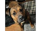 Adopt Penny Ann a Brown/Chocolate - with Tan Black Mouth Cur / Pit Bull Terrier