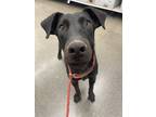 Adopt Pop Quiz a Labrador Retriever / Mixed dog in Fort Lupton, CO (40209766)