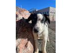 Adopt Cheese Puff a Border Collie / Australian Shepherd / Mixed dog in Fort