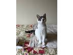Adopt Petal a Domestic Shorthair / Mixed (short coat) cat in Napa, CA (40112101)