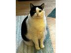 Adopt Kizzy a Domestic Mediumhair / Mixed (short coat) cat in Menifee
