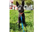 Adopt Bailey a Black - with White German Shepherd Dog / Labrador Retriever /
