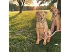 Adopt Olive and Cain a Brown/Chocolate - with Black Rhodesian Ridgeback / Mixed