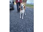 Adopt Bourbon a White - with Tan, Yellow or Fawn Treeing Walker Coonhound /
