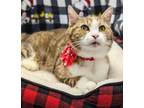 Adopt McCoy a Domestic Shorthair / Mixed cat in Lexington, KY (40193709)