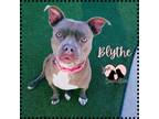 Adopt Blythe a Brown/Chocolate - with White Pit Bull Terrier / Mixed dog in