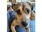Adopt Macy's Herald Square a Tan/Yellow/Fawn - with Black Mixed Breed (Medium)