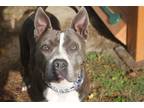 Adopt Enya a Gray/Blue/Silver/Salt & Pepper Terrier (Unknown Type