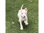Adopt Tom Holland a White Pit Bull Terrier / Mixed dog in Dallas, TX (39677054)