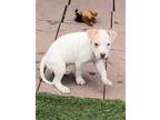 Adopt Ryan Reynolds a White - with Tan, Yellow or Fawn Pit Bull Terrier / Mixed