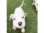 Adopt Bill Murray a White - with Brown or Chocolate Pit Bull Terrier / Mixed dog