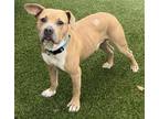 Adopt Butcher a Tan/Yellow/Fawn Pit Bull Terrier / Mixed dog in Dallas