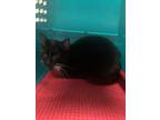 Adopt Tux a All Black Domestic Mediumhair / Domestic Shorthair / Mixed cat in