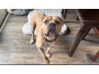 Adopt Brody a Tan/Yellow/Fawn Mastiff / Pit Bull Terrier / Mixed dog in La