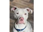 Adopt DEAN KEATON a White - with Tan, Yellow or Fawn American Pit Bull Terrier /