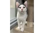Adopt Hooper a White Domestic Shorthair / Domestic Shorthair / Mixed cat in Fort