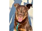 Adopt Reagan a Brown/Chocolate Shepherd (Unknown Type) / Doberman Pinscher /