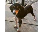 Adopt Hank a Brown/Chocolate - with White Hound (Unknown Type) / Mixed dog in