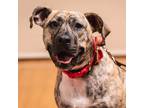Adopt Sandy a Brindle Mixed Breed (Medium) / Mixed dog in Chicago, IL (34821743)
