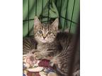Adopt Donner a Brown Tabby Domestic Shorthair (short coat) cat in Stafford