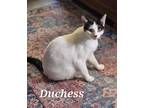 Adopt Duchess a White Domestic Shorthair / Domestic Shorthair / Mixed cat in