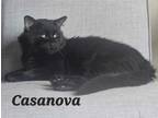 Adopt Cassanova a All Black Domestic Shorthair / Domestic Shorthair / Mixed cat