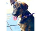 Adopt MILEY a Brindle Australian Shepherd / Mixed dog in Portland, OR (40214303)