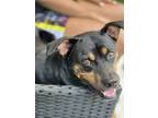 Adopt Remy a Black - with Tan, Yellow or Fawn Rottweiler / Mixed dog in Atlanta
