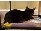 Adopt Willie Nelson a Black (Mostly) Domestic Shorthair (short coat) cat in