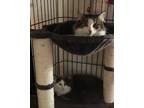 Adopt 3 in need of foster a Brown Tabby Domestic Shorthair (short coat) cat in