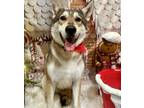 Adopt Tucker a German Shepherd Dog / Siberian Husky / Mixed dog in Poughkeepsie