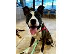 Adopt Saint a Brindle - with White Mixed Breed (Medium) / Mixed dog in Pleasant