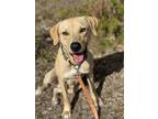 Adopt Scout a Tan/Yellow/Fawn - with White Labrador Retriever / Mixed dog in